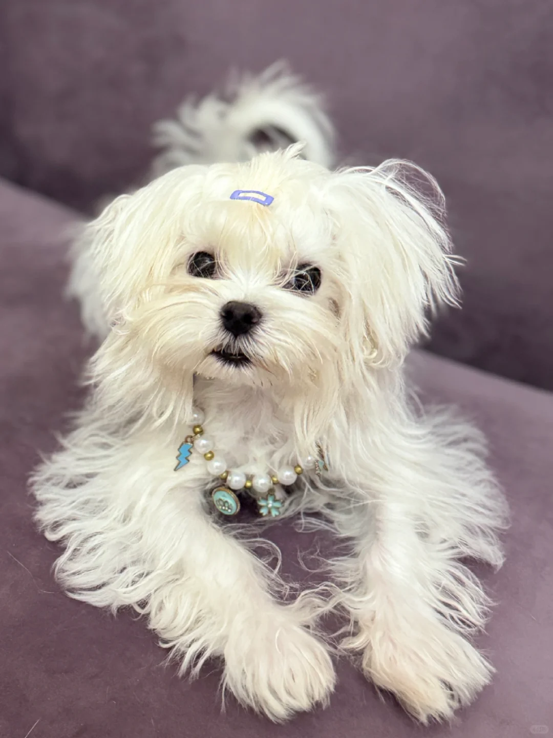 想看看你们的小马