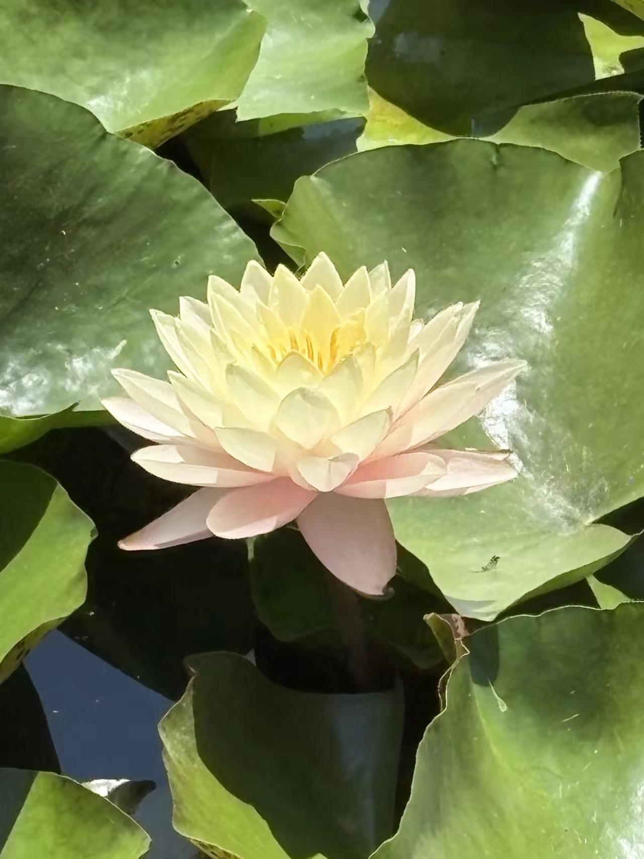 夏日美景随拍