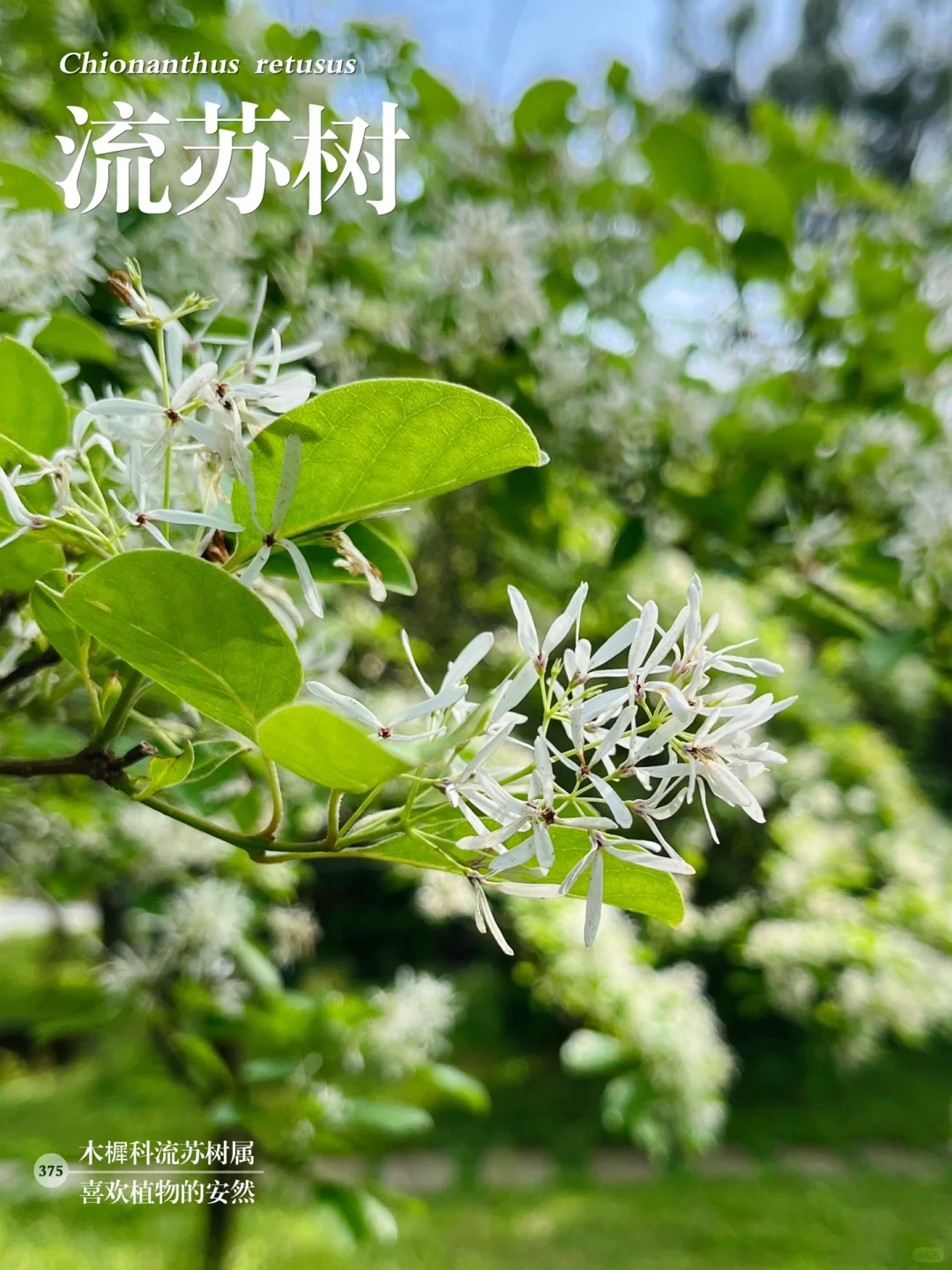 福州植物打标375｜秀美优雅的流苏树