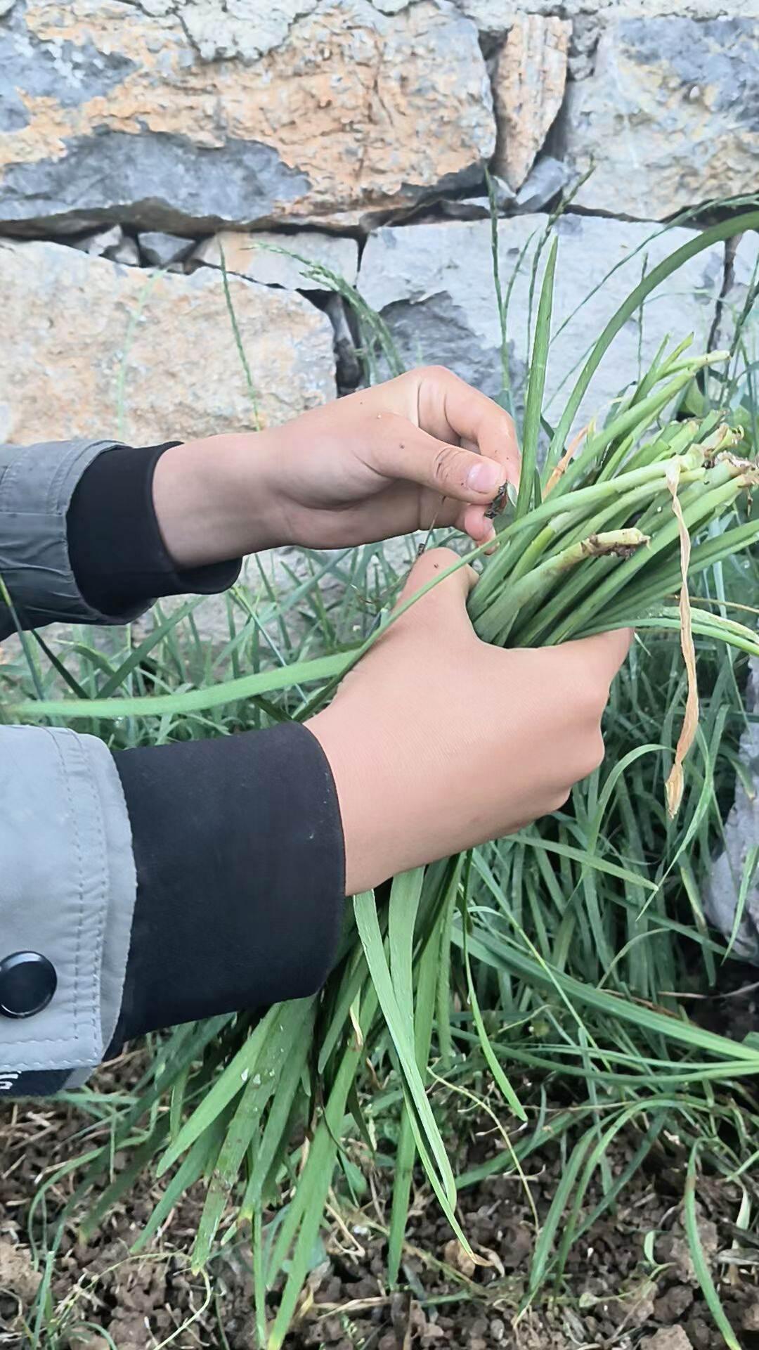 一亩三分地里，学学种菜经验！
老人们说：韭菜其实是种草，要一茬一茬的割，及时收割