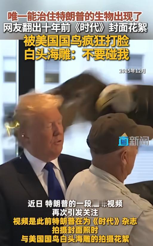 特朗普被美国国鸟当众“教育”，十年前的名场面又火了，最近刷到一段十年前的视频，直