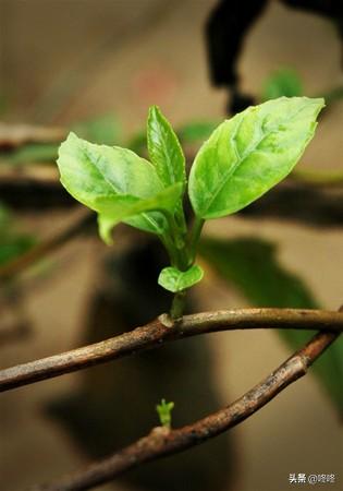 对付不尊重你的人：沉默是软弱，翻脸是伤神，这招最绝。
生活里总有这样的人：
把你
