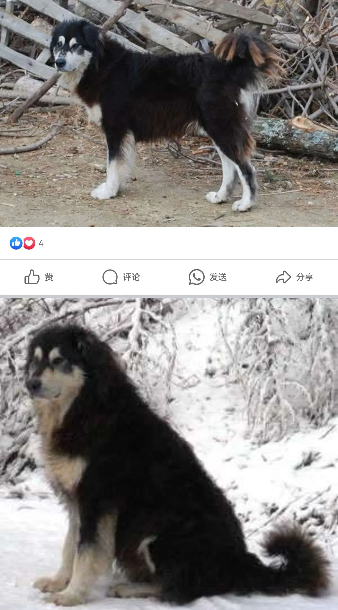 西拉牧羊犬的起源是由于动物的起源,随着游牧牧牧羊人从亚洲迁徙到意大利南...