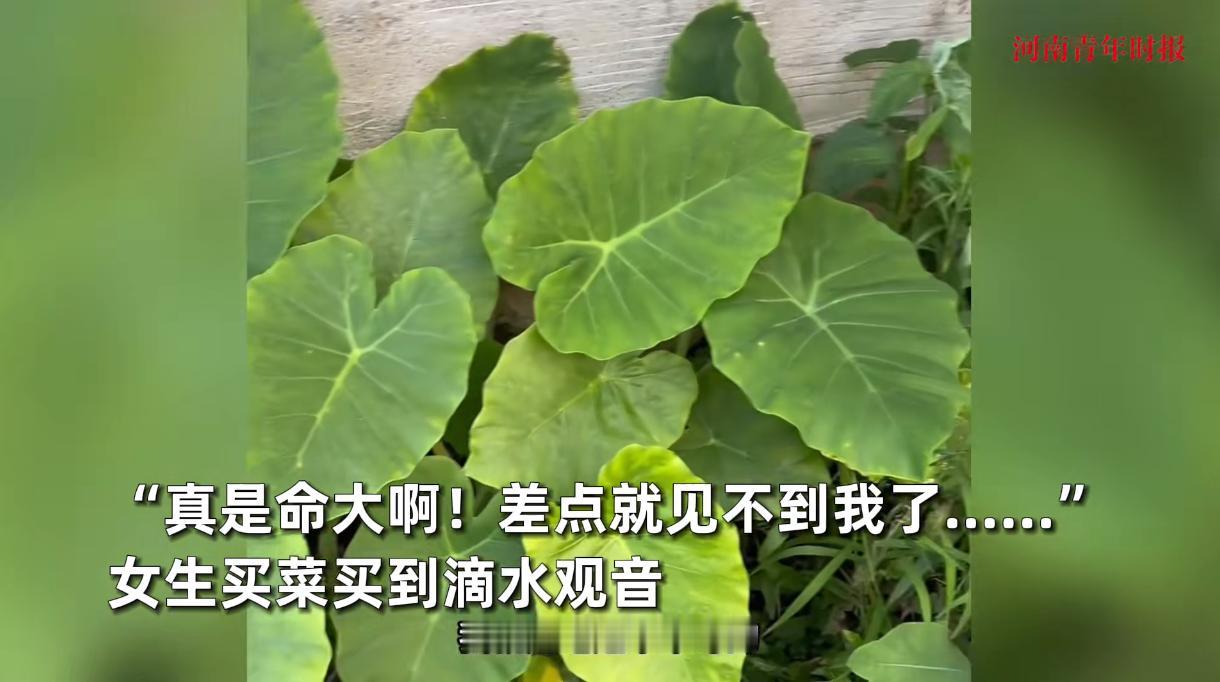 “防不胜防！”近日，贵州，一女孩因为想吃广菜了，于是就在网上买了几棵回家，谁知在