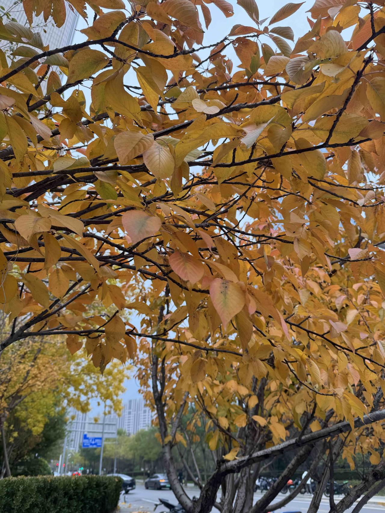 这才是真正的北京之秋！