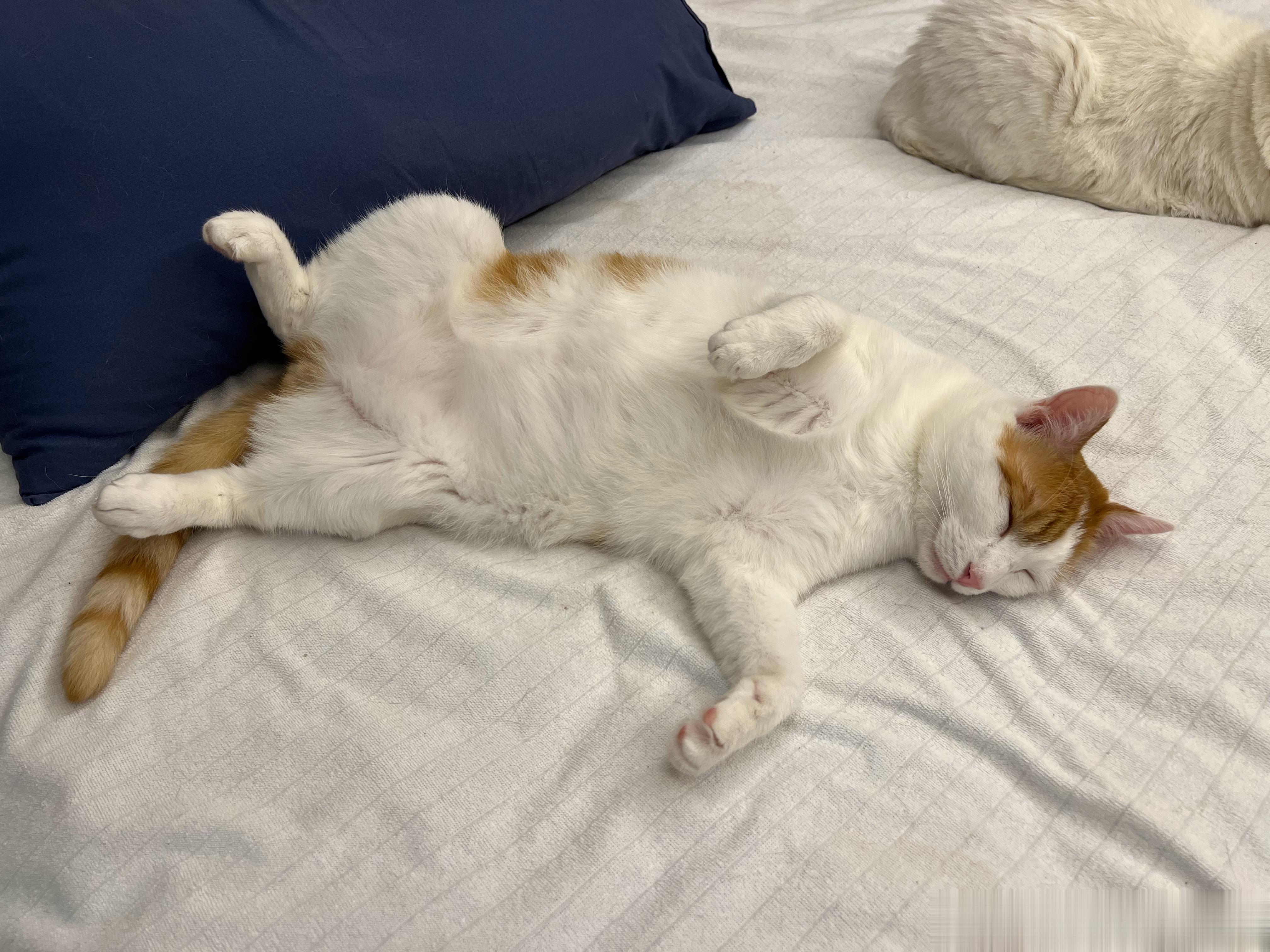 早早早！猴猴这几天越发的过分，白天白天打个卡就消失，晚上晚上不知道去哪里鬼混，根