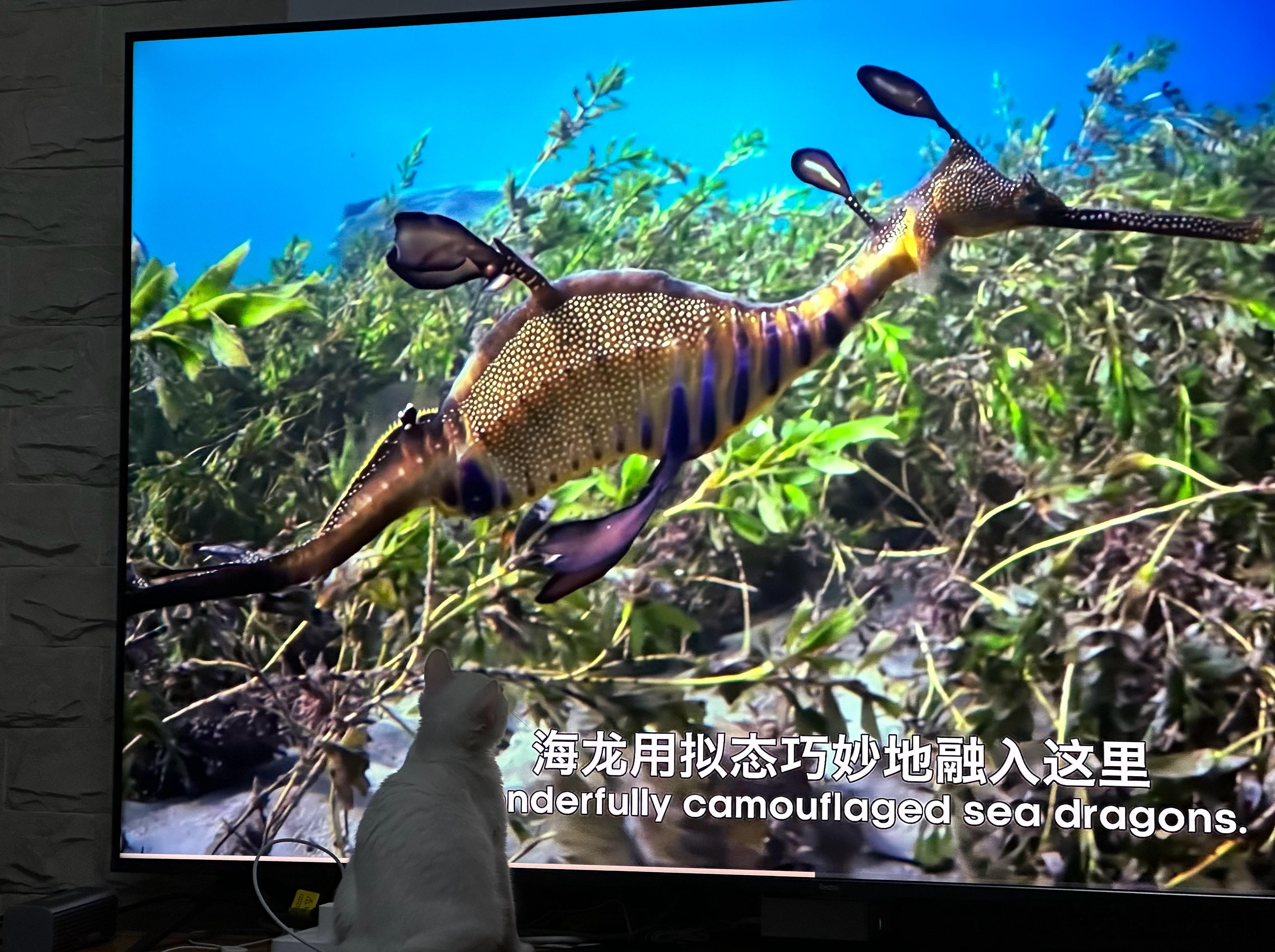 我又遇到个问题，你们帮我分析一下。另一个家里有个小米电视，这边住的没有电视。我想