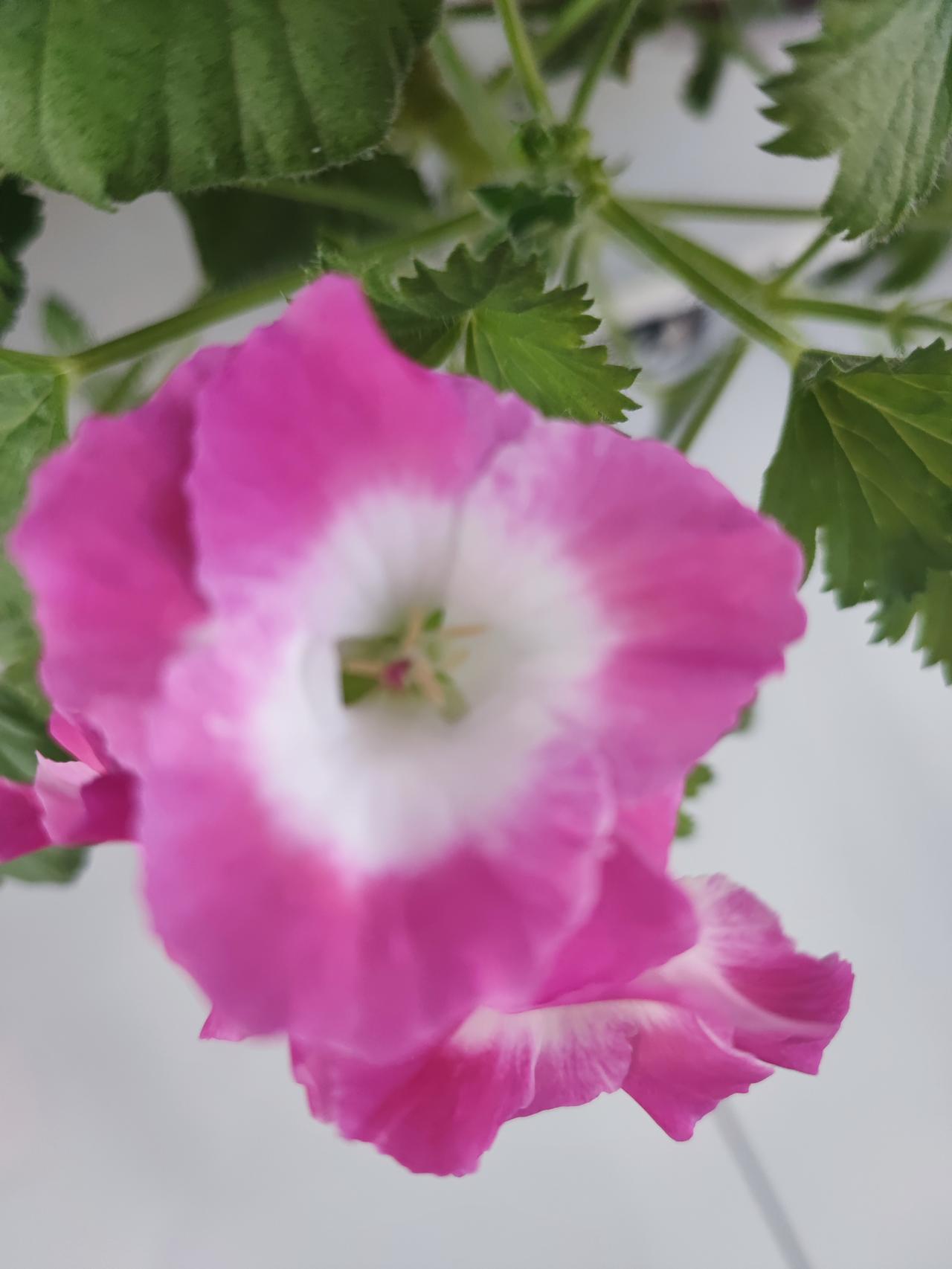 三十六年前结婚分家，
公公把家里所有的饥荒都让我们扛了！
现在想想我应该是最傻的