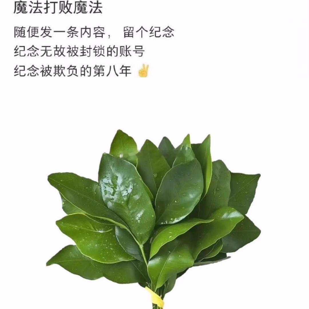 赵露思发文:魔法打败魔法，纪念无故被封锁的账号，纪念被欺负的第八年随后秒删这条内