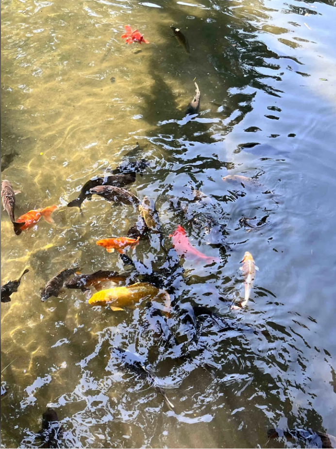 早安，锦鲤好运[爱你] ​​​