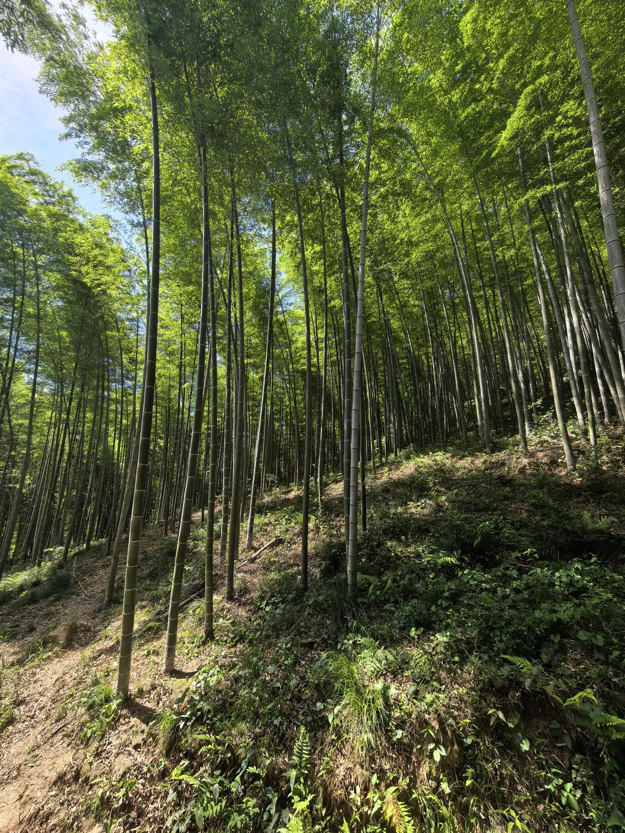 安徽广德竟藏着一个免费、人少、性价比拉满的竹海秘境，周末带你一探究竟。

讲真心