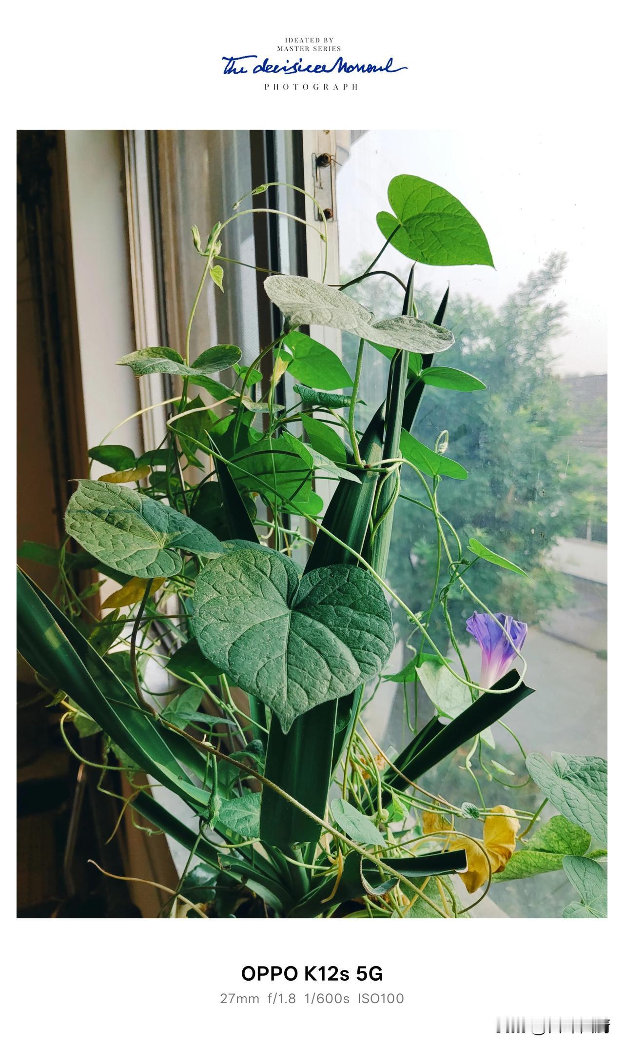 秋风拂面，花开不负微凉时节。