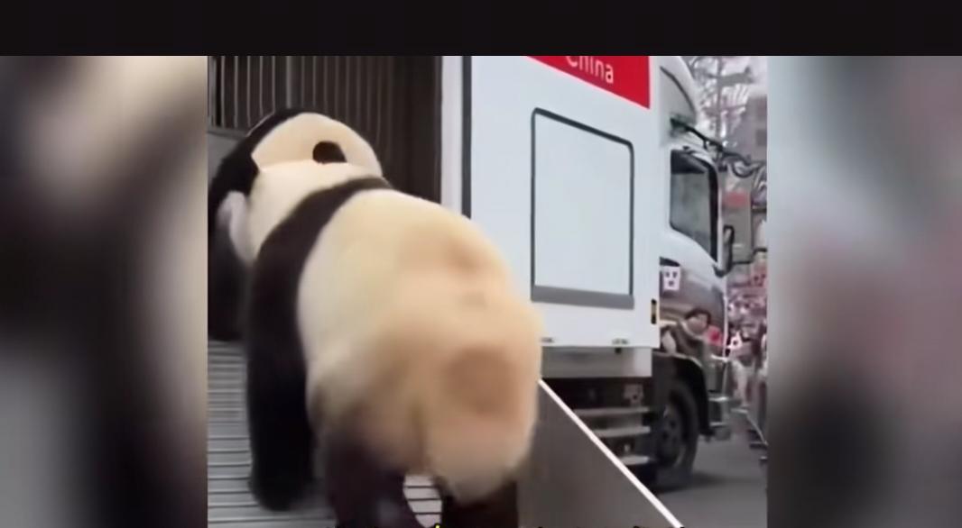 1月27日，这一天是日本民众"伤心"的一天。原本旅日的中国"国宝"熊猫"晓晓"和