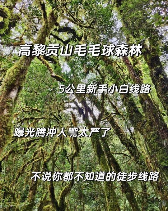 99%的游客都找不到的，高黎贡山毛毛球森林
高黎贡山的“毛毛球森林”，99%的游