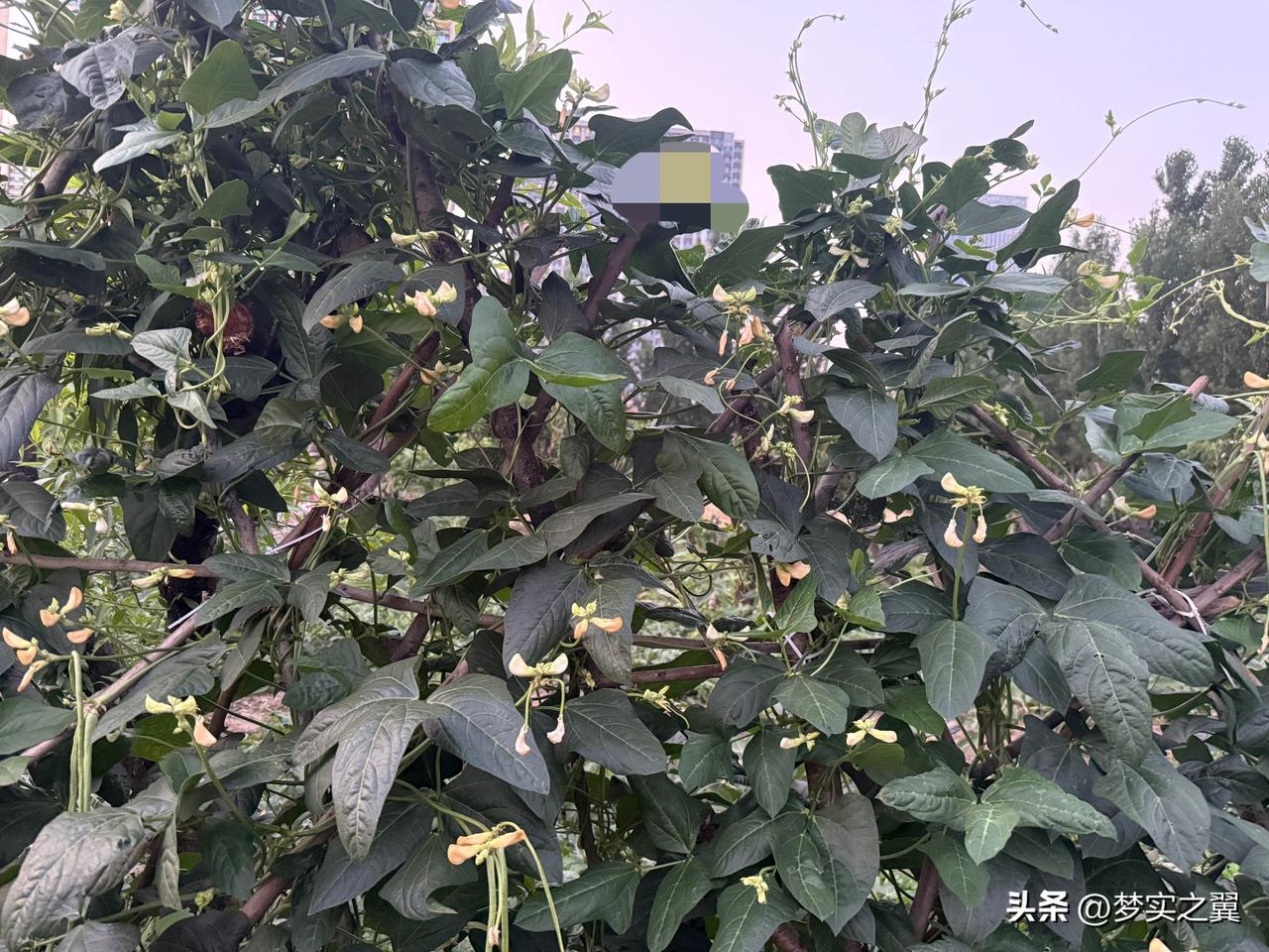 【小对联】
上：败北；
下：……？