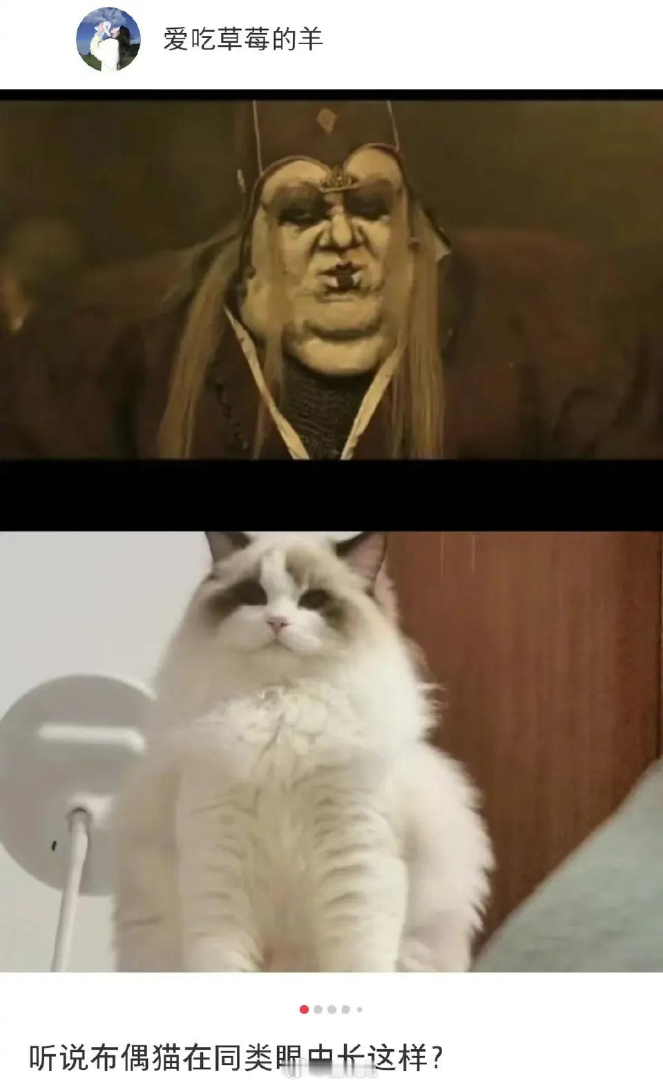 听说布偶猫在猫界长这个样子[裂开] ​​​