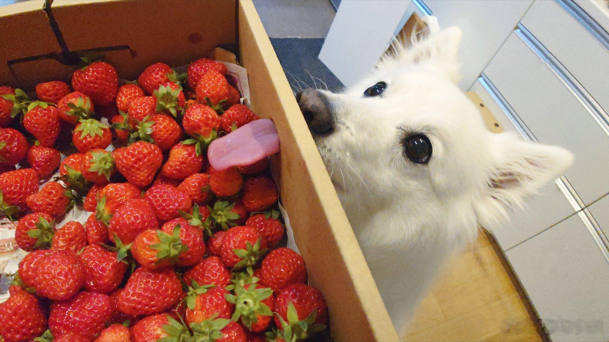 偷舔草莓的贪吃小狗，缝隙都不放过🍓🐶 