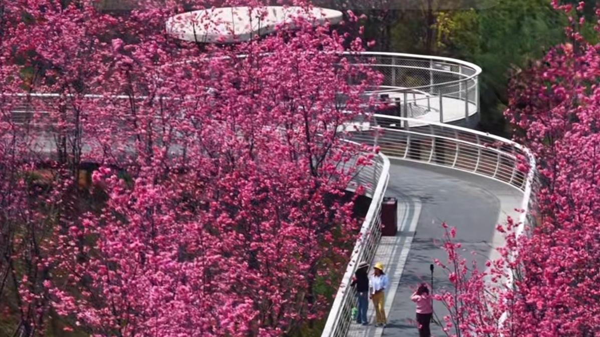 🔥美哭！昆明乘船赏樱刷屏，一步一景都是春天。昆明春日顶流上线！漫步樱花大道，粉