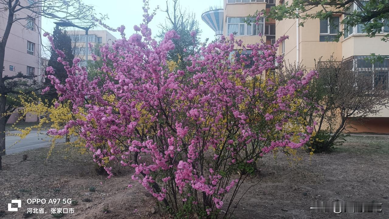 🌷 明快喜庆风
 
花团锦簇，春色满园！住在这样的小区里，每天心情都像花儿一样