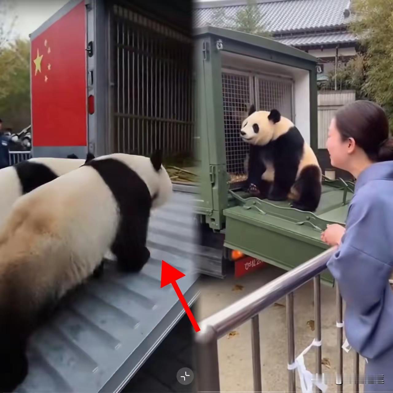1月27日，上野动物园那一幕
真让人看着五味杂陈
这就是血脉里的东西，神奇的很