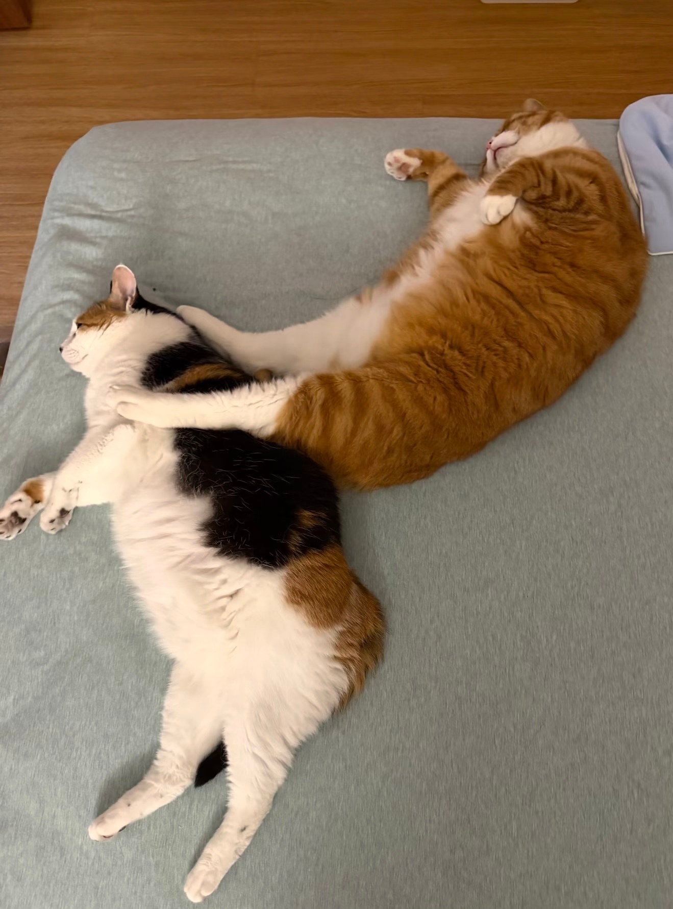 小猫骑猫摩托 