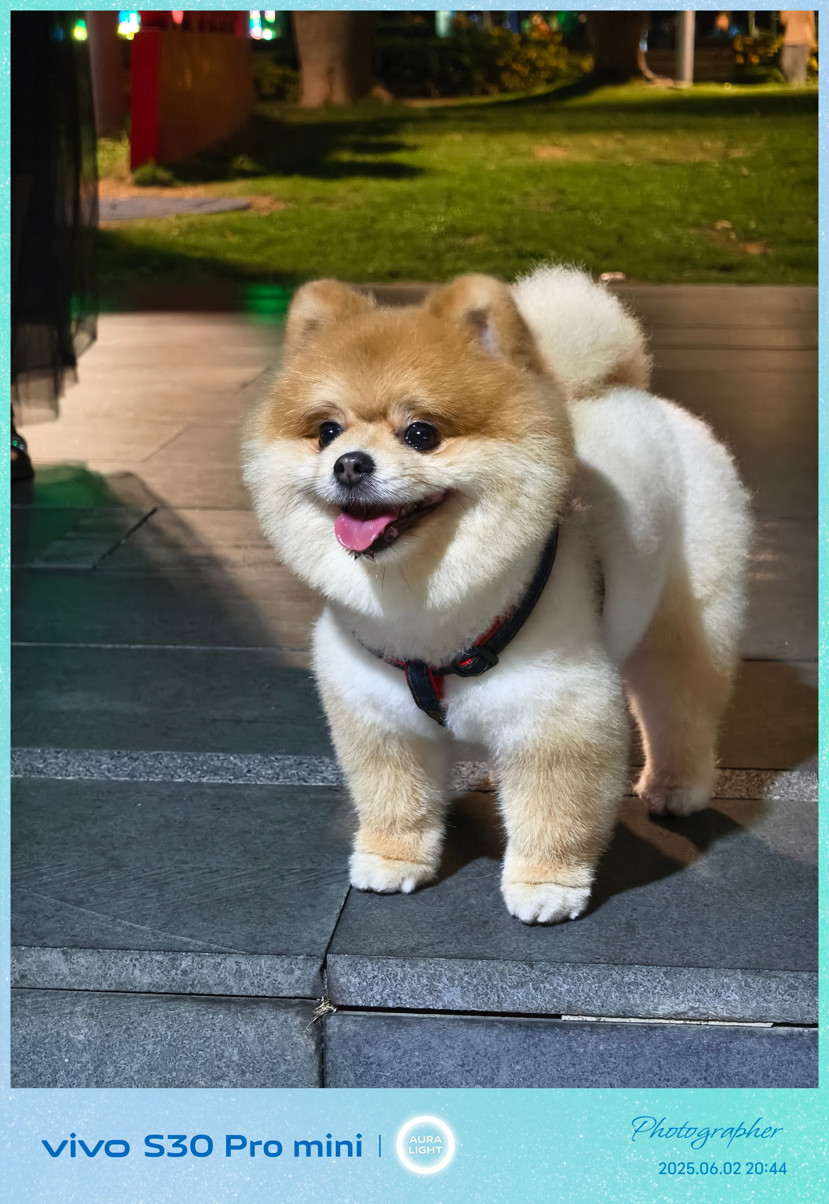 碰到一只超级可爱的小狗！ ​​​