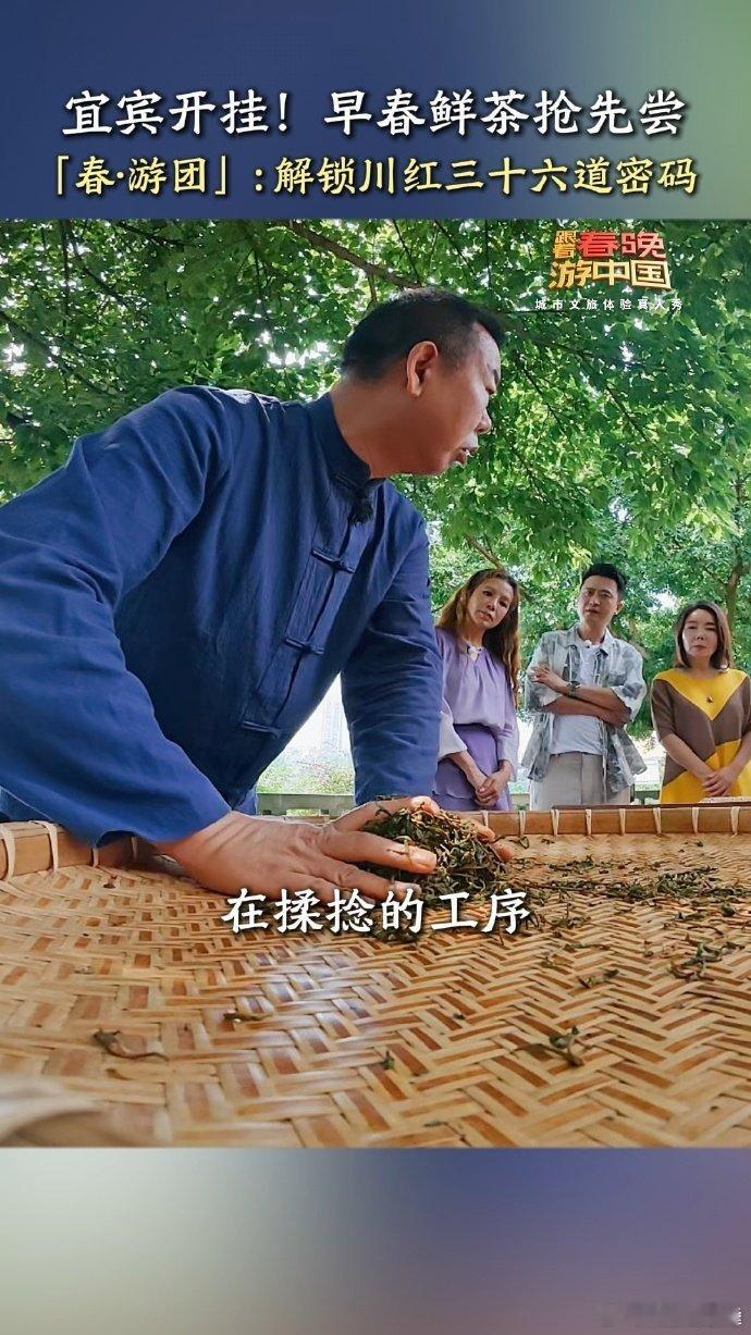 茶里有属于宜宾的时间哲学跟着春晚游中国 当三江春水初暖，宜宾茶山在晨雾中苏醒，屏