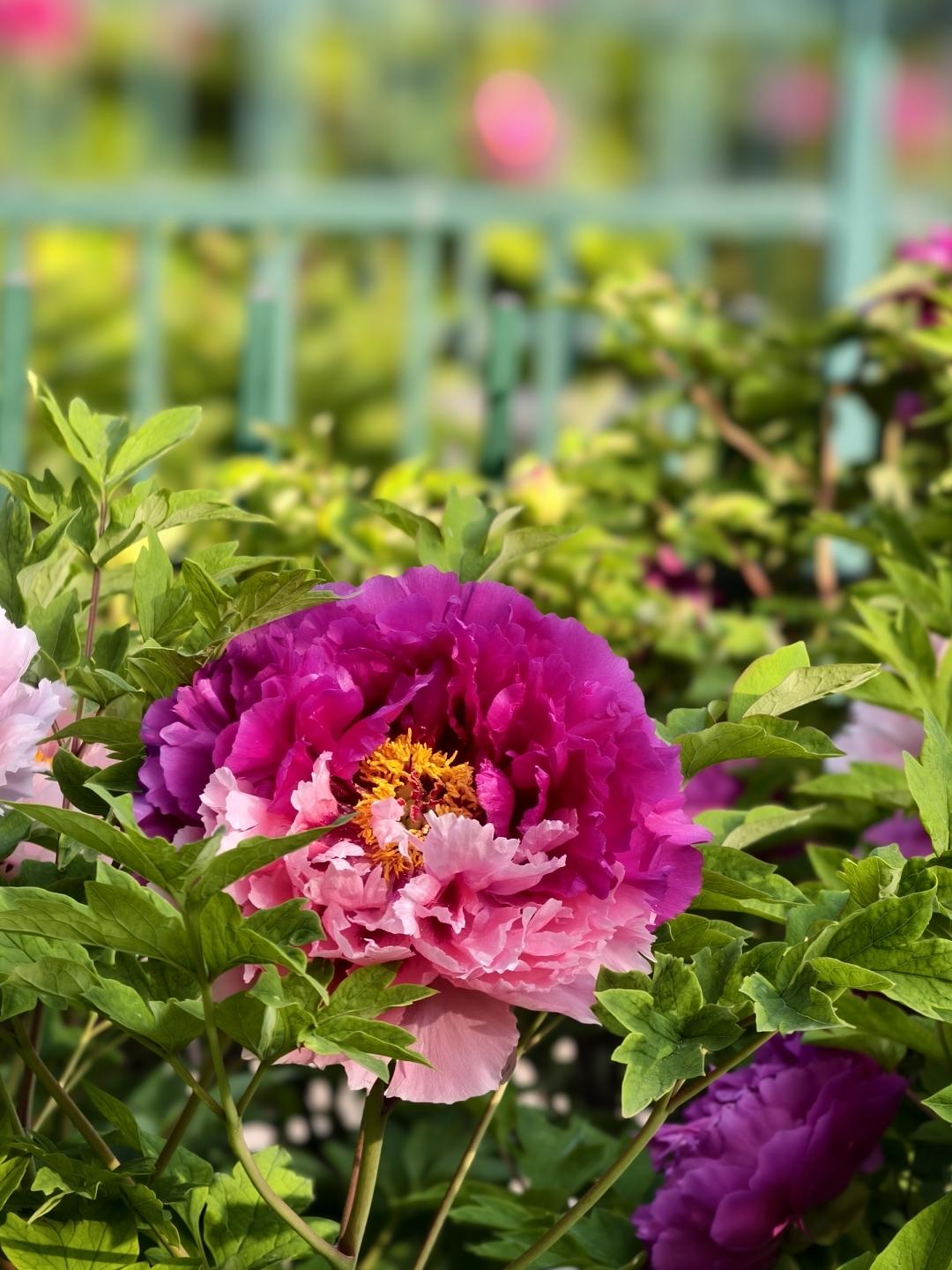  半红半粉二乔开，达活泉里赴春约！“一半红、一半粉”，正是二乔牡丹，这种天然的双