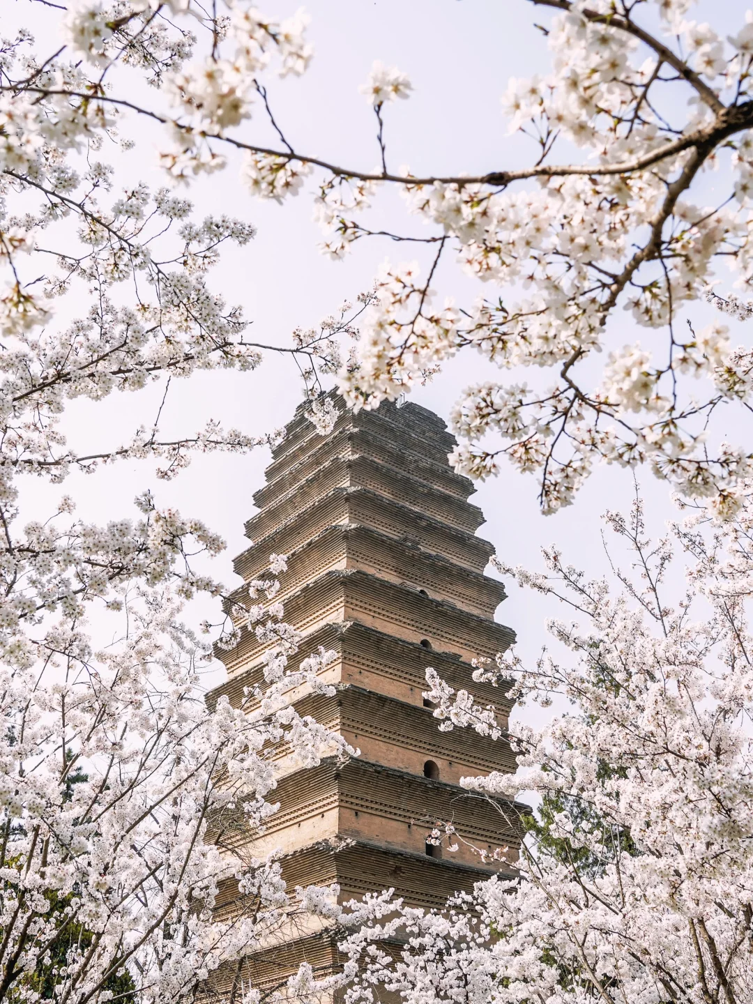 西安小雁塔早樱美哭了🌸再不去又得等一年❗️