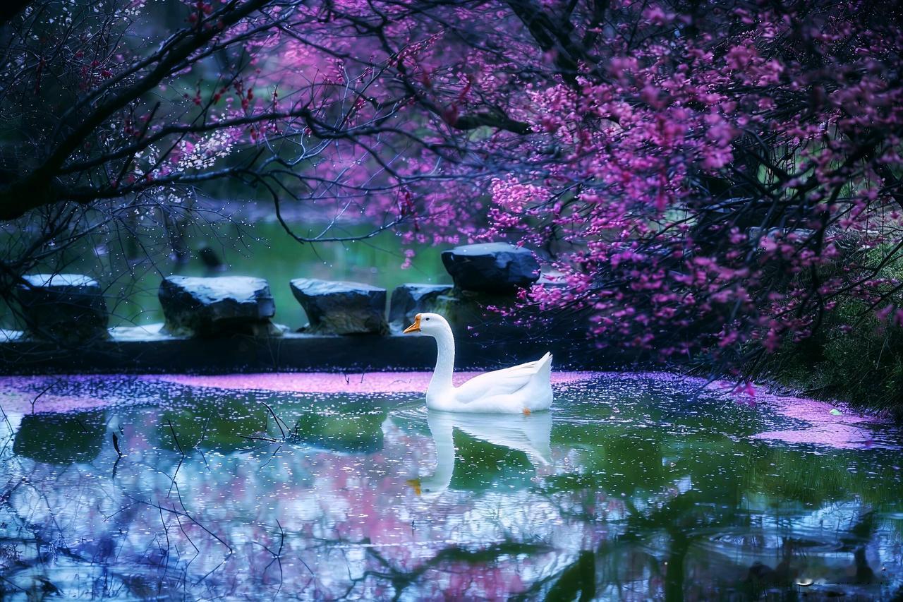 是本来面目；
聚散不是遗憾，
是云的去处；
心若不动，何处不是归程！