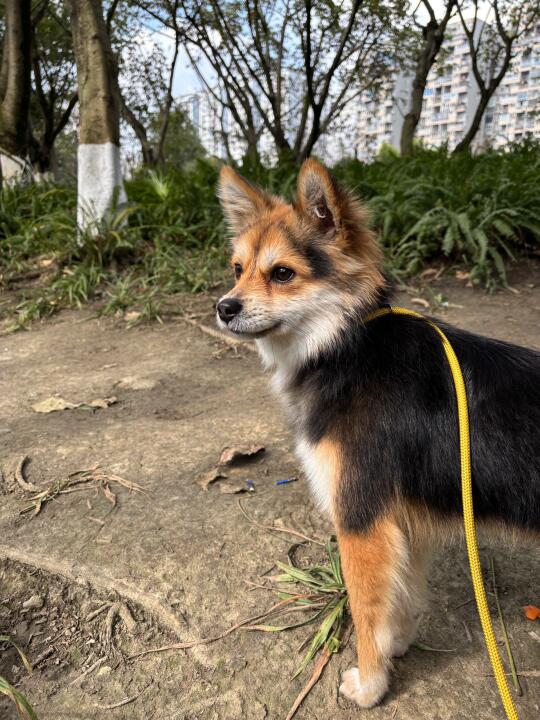 狐狸狗的基因之谜解开了：柴犬博美土狗串串