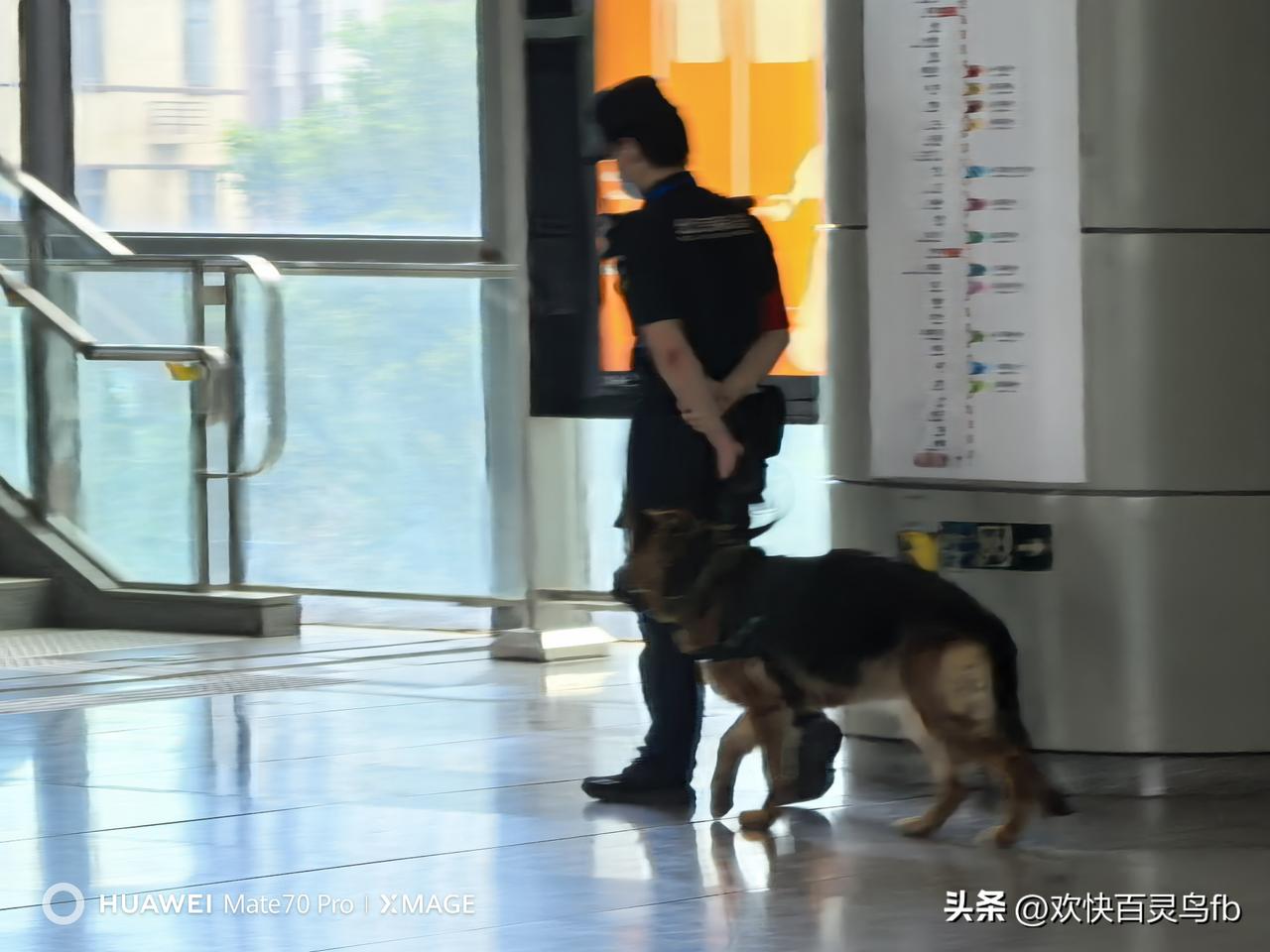 十四号线张郭庄地铁站惊现“美女与狼狗”。今天上午九点四十五分左右，张郭庄地铁站内