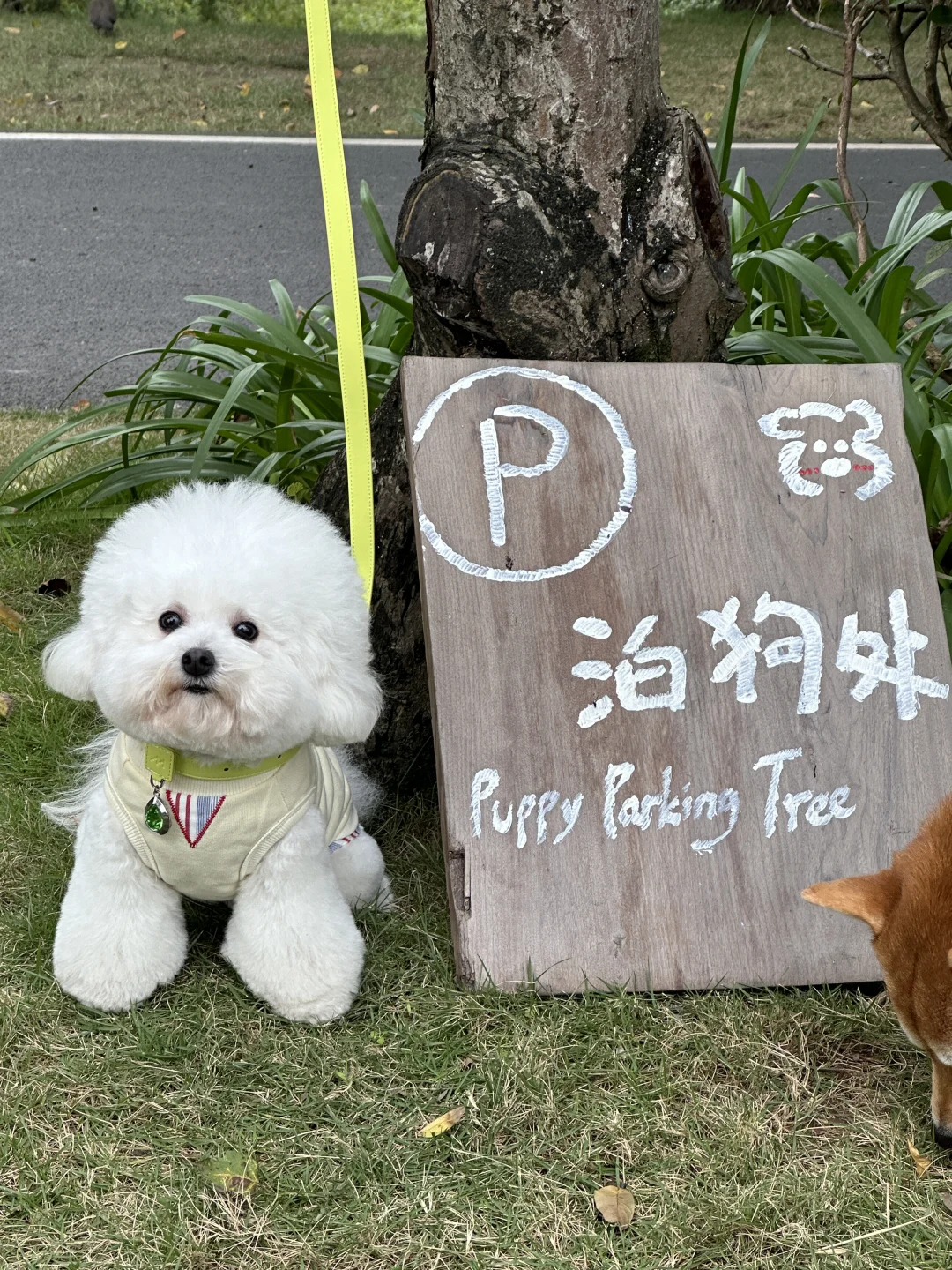 今天是十分香小狗