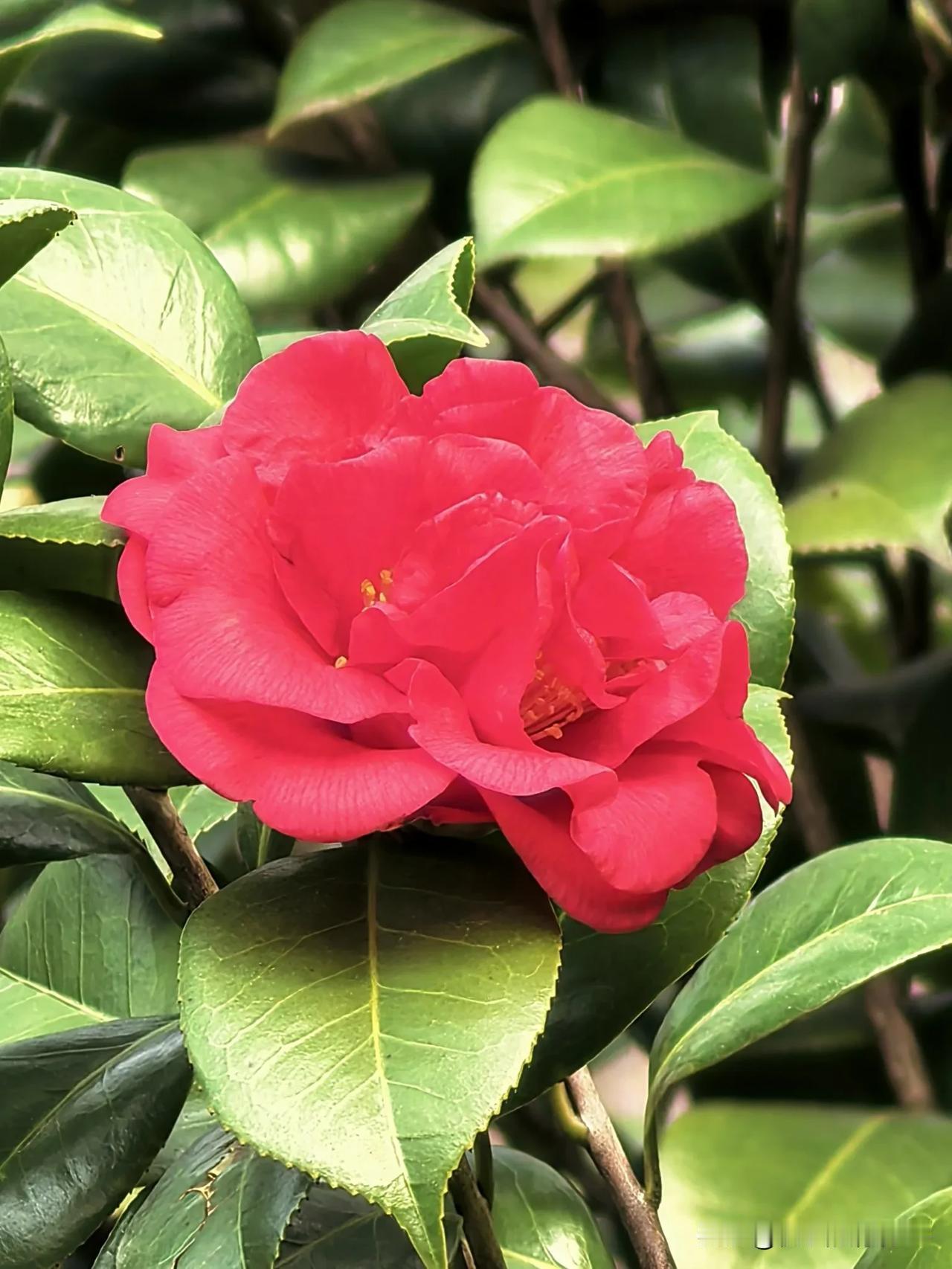 冬季风寒来，
茶花朵朵开，
蜜蜂采花蜜，
爱者独绯徊。