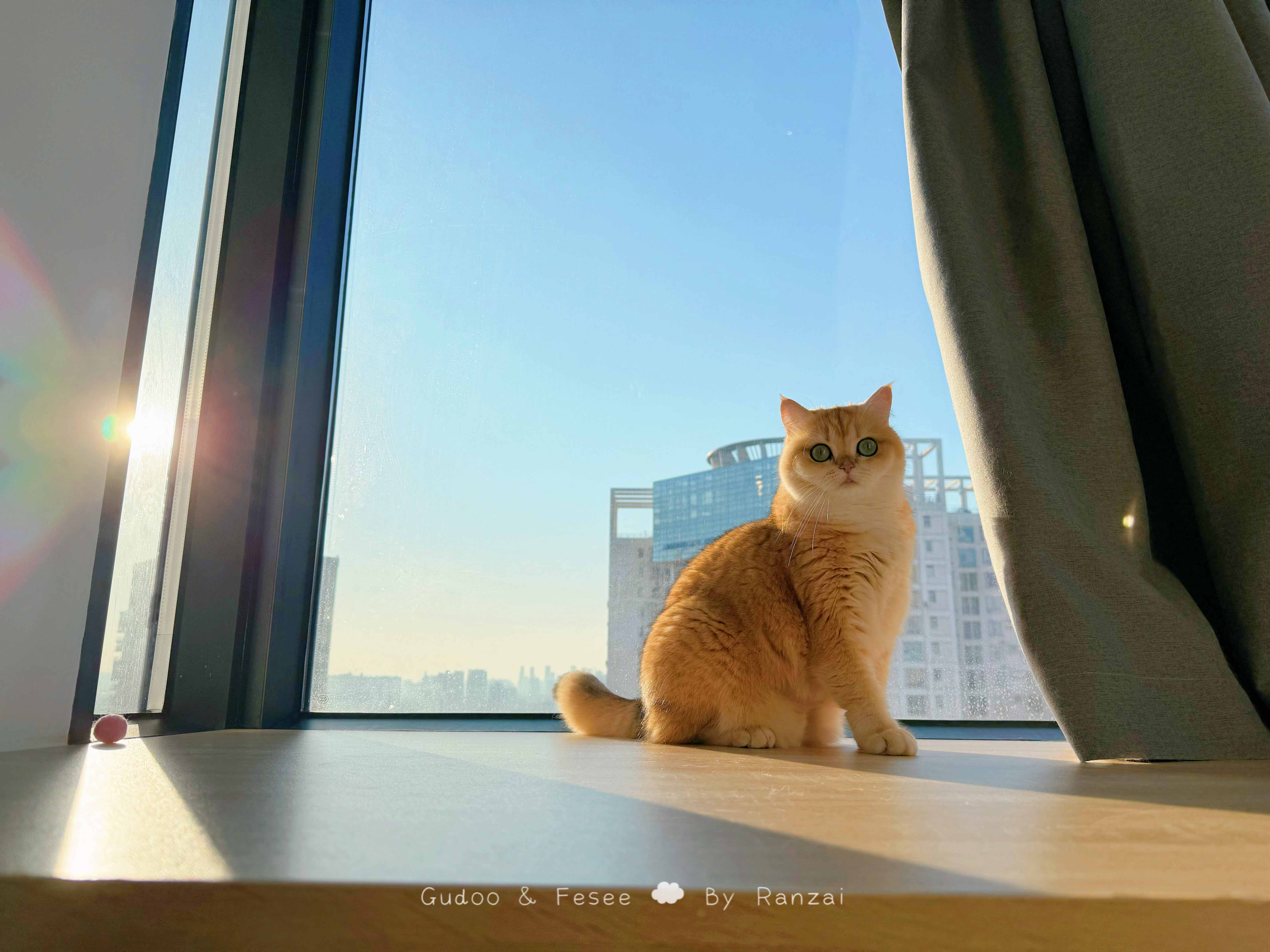蓝天+小金猪真的好治愈[awsl]要是没有对面的大楼就好了～#菇冬怎么肥四[超话