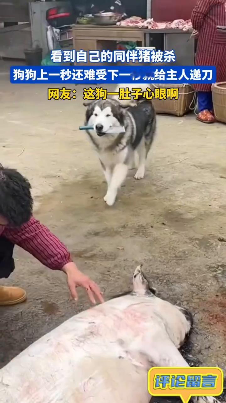 看到自己的同伴猪被杀，狗狗上一秒还难受，下一秒就给主人递刀。网友：这狗一肚子心眼