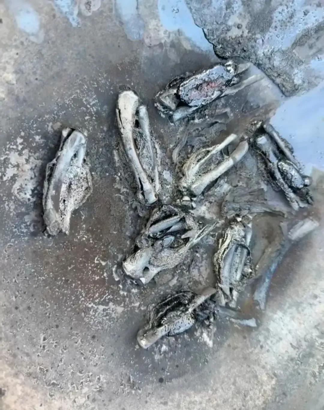 可乐鸡翅教程，暂时不考虑收徒。