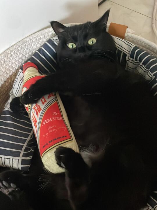 周五不喝酒 喵生路白走