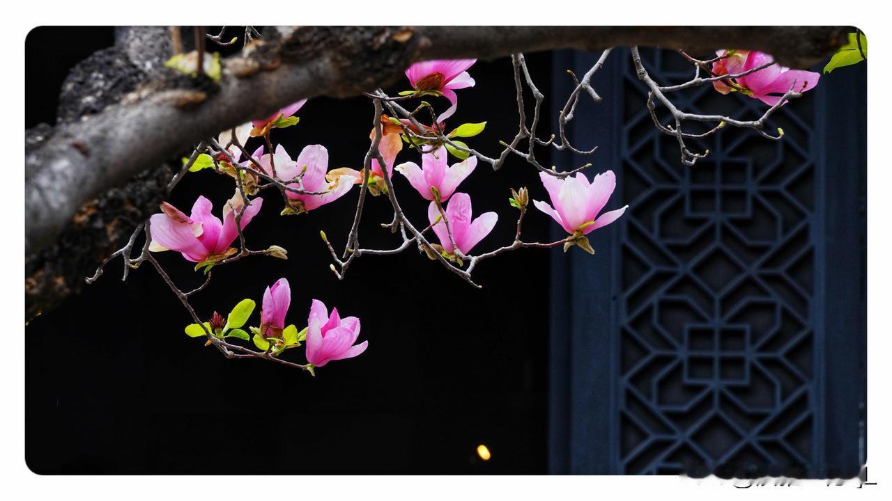 陈家祠一树繁花盛开。
踏春陈家祠，古树枝桠、粉紫玉兰、雕花窗棂，共同营造出一种“