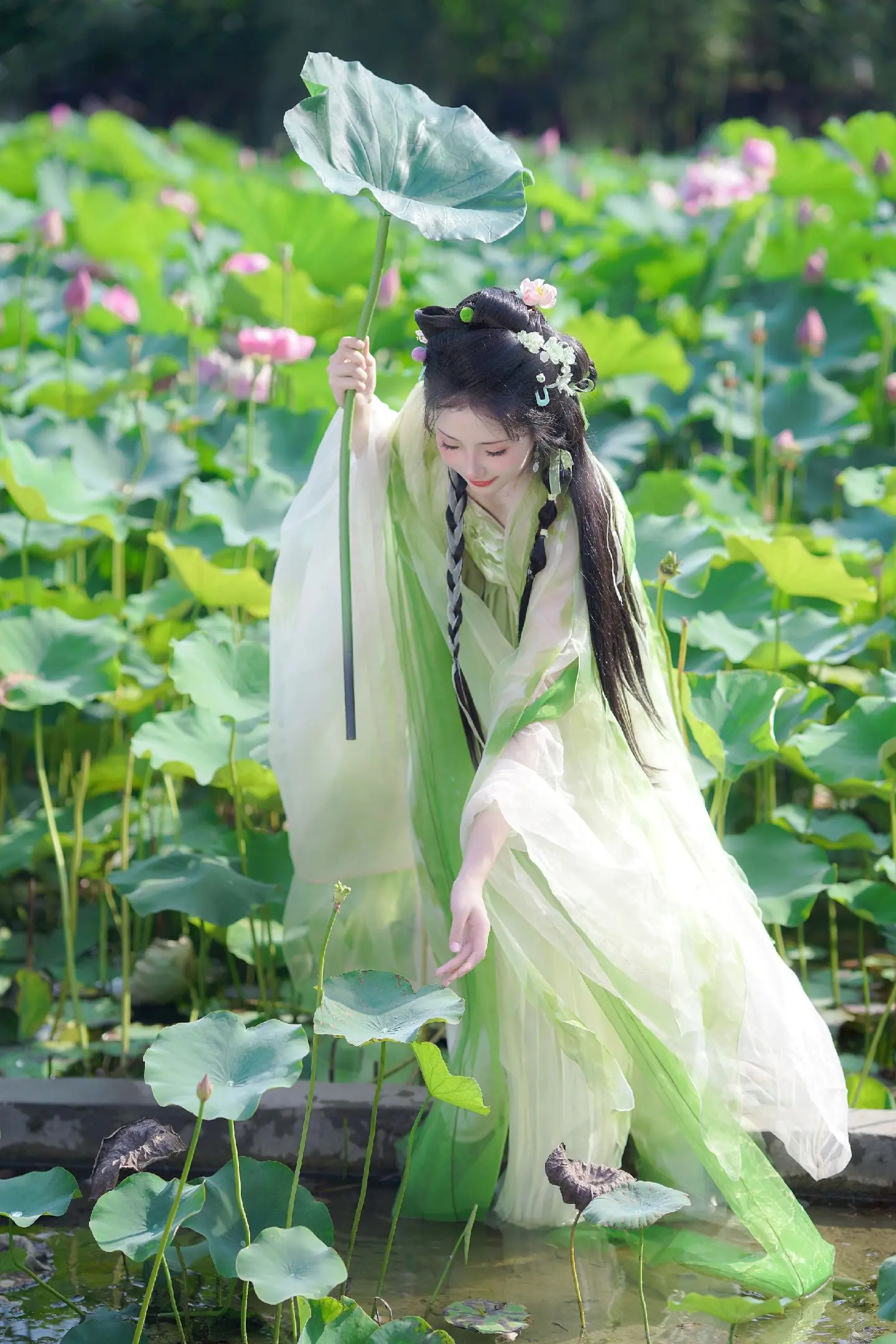 荷花拍照 |“江南可采莲，莲叶何田田～”