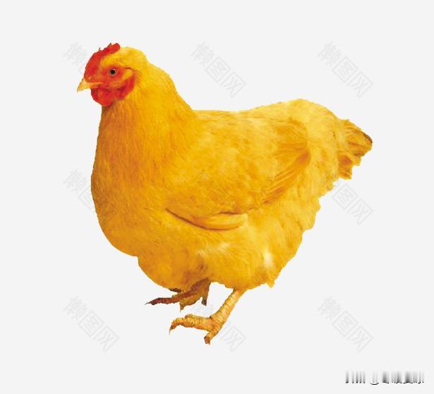 属鸡人成功的法宝，和什么密不可分
属鸡的人
天生自带锋芒
聪明、敏锐、能吃苦
不