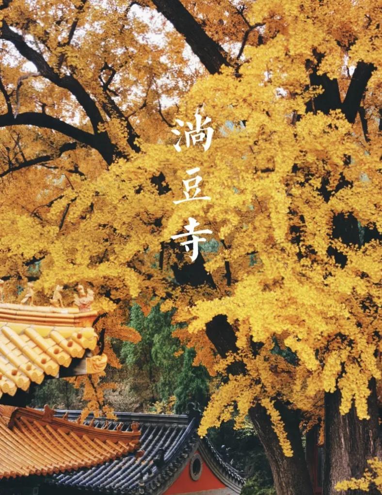 济南有个不知名的淌豆寺，有棵1400多年的银杏树，秋冬时节，很美。无意中选择这里