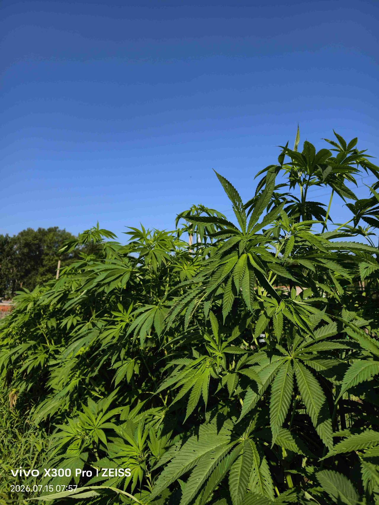 今天天气，早上有雾，白天晴，气温19度至26度，西风3级，空气质量优。

适合出