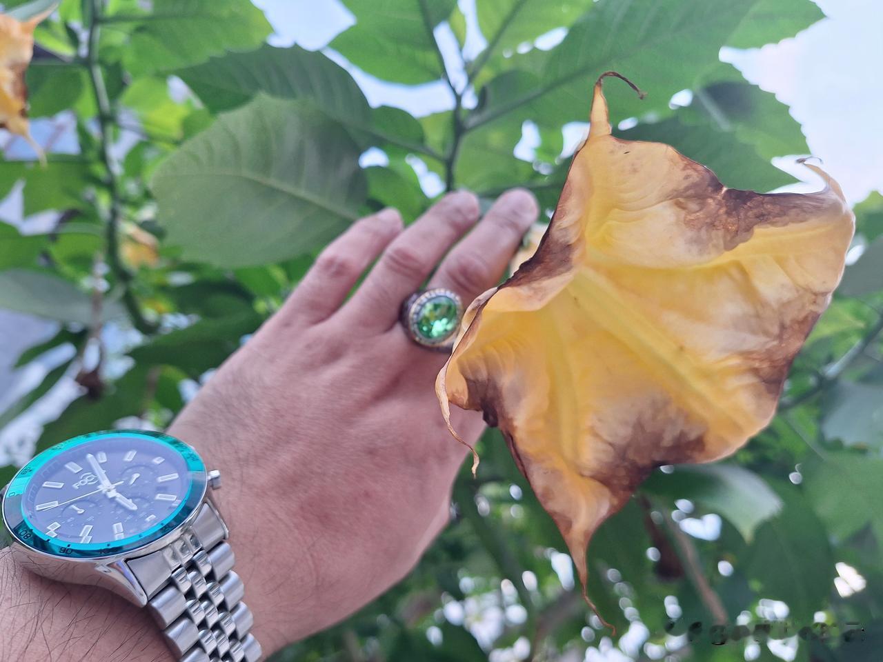 这是什么花？老衲一记拈花指