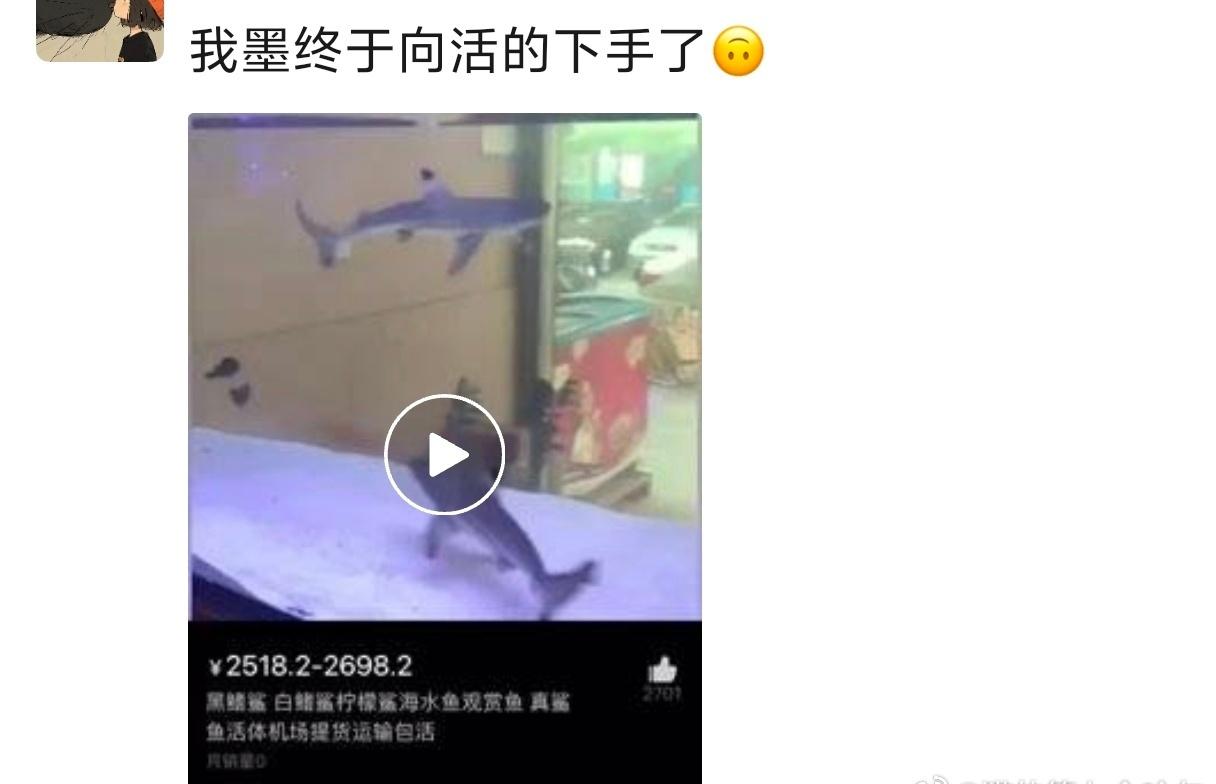 六岁时的小孩哥看见鲨鱼两眼放光
自己淘宝看柠檬鲨活体
嫌我定制的鱼缸太小了
各种