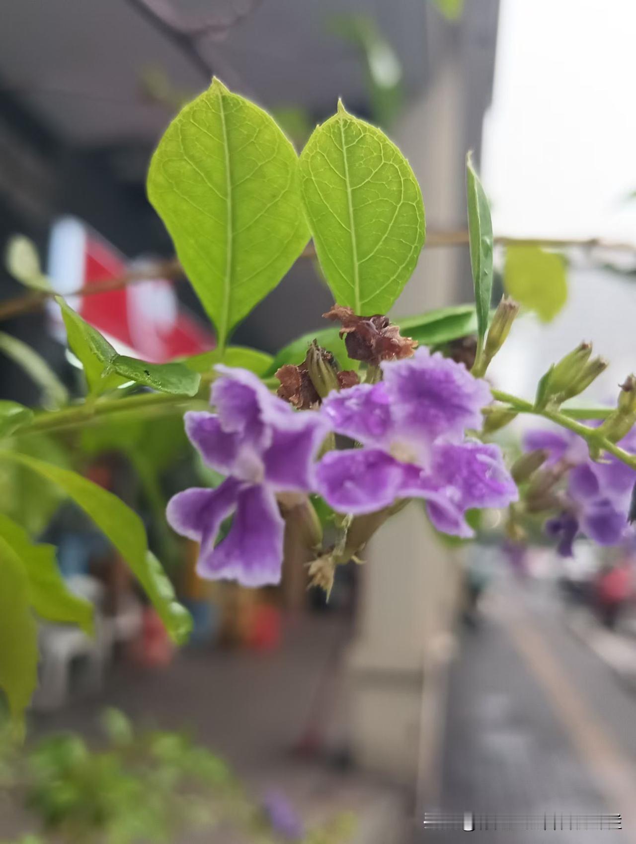 随手拍｜五月初夏·雨后寒早×蕾丝金露花
花草爱好者 花草 身边的植物 我的花草日