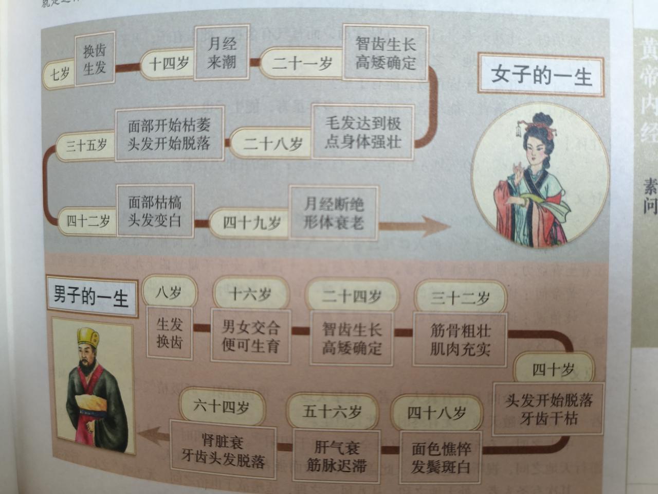 这张图就是你的生长发育规律！