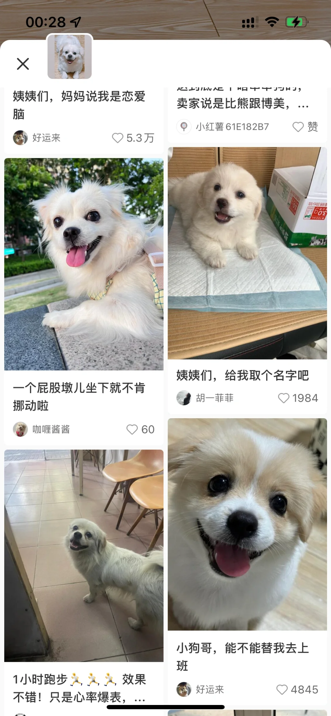 识图到好多共享一张脸的狗狗