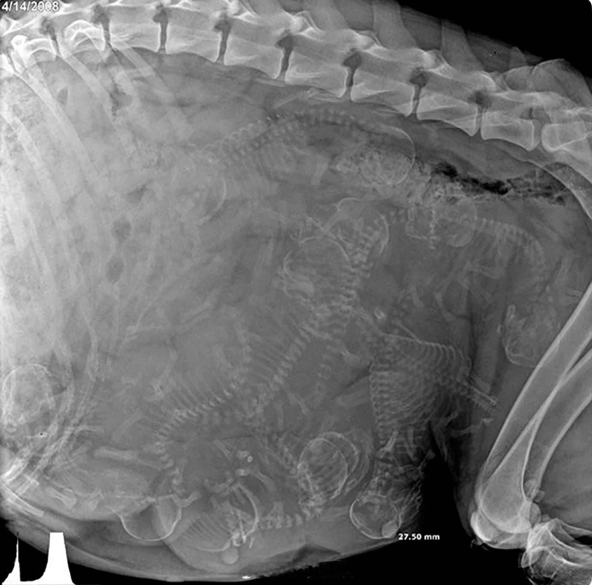 怀孕狗的 X 光检查，好像是有10条。 