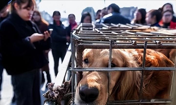 集贸市场上动物之间的对话

在集贸市场的一角，一只狗趴在铁笼子里，泪水湿润了它的